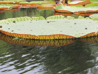 water lily in a pond