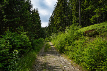 Fototapeta na wymiar Forststrasse im Wald