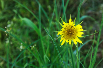 Yellow flower in the grass. Candid.
