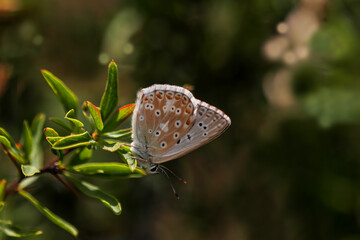 Polygocal Anatolian Freckle / Polyommatus ossmar
