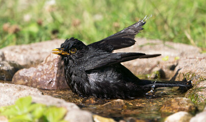 Common eurasian blackbird male bathing in a natural looking birdbath facing left with lifted wings and open beak