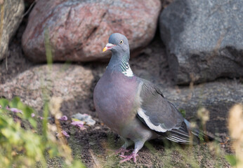 Common european wood pigeon seen from the side facing left in front of a stone wall