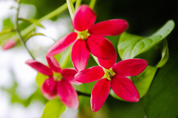 red and yellow flowers