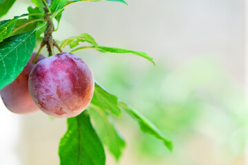 Purple plums on the branch of tree. Summer harvesting concept. Soft focus