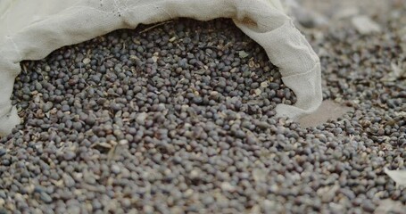 Coffee beans in a sack. Raw coffee beans stored. 4K. - Powered by Adobe