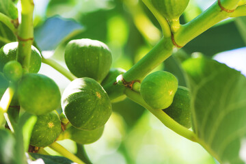 Branch of a fig tree (Ficus carica) with leaves and fruits. Harvest concept. Soft focus