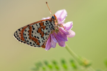 Beautiful and elegant butterfly Melitaea on the flower awaits dawn early in the morning