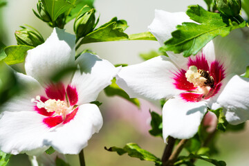 Fototapeta premium Flower of white hibiscus (Hibiscus rose sinensis) against defocused green leaves background