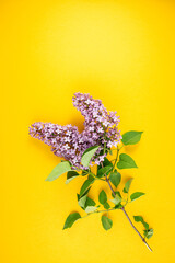 Fototapeta na wymiar lilac blossom branch view. Spring lilac branch on a bright yellow background. Spring minimal concept.