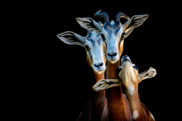 a gazelle family