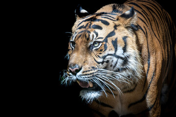 Fototapeta na wymiar a large male tiger