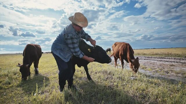 Young bulls graze under the burning sun. Herd of cattle in the pasture. Farming for the production of beef. Ranch, farm animals. Livestock raising.