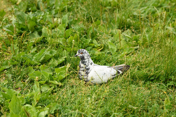 a white dove bird sits on green grass