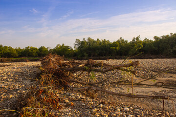 
fallen tree on the river bank