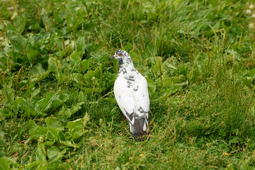 a white dove bird sits on green grass