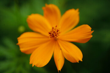 Kerala flower full hd images