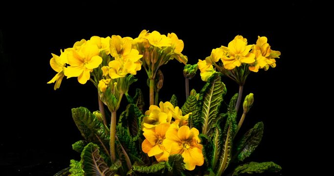 Yellow primrose flowers on a black background, time lapse, 4k