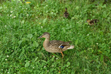 Wild duck with ducklings on the bank of the pond.