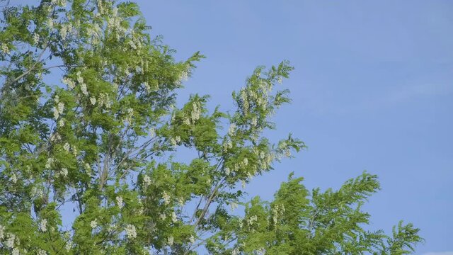 4k video of acacia tree blooming and moving in the wind