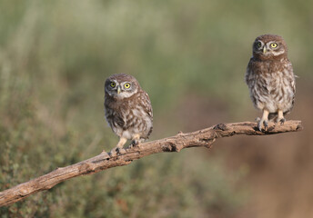 Adult birds and little owl chicks (Athene noctua) are photographed at close range closeup on a...