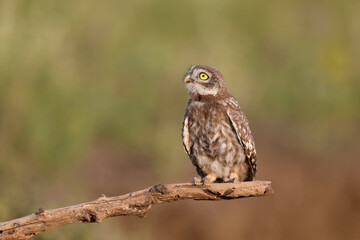 Adult birds and little owl chicks (Athene noctua) are photographed at close range closeup on a blurred background. 