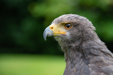 close up of a bird of prey
Parabuteo unicinctus - Harris's Hawk