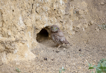 Adult birds and little owl chicks (Athene noctua) are photographed at close range closeup on a blurred background.