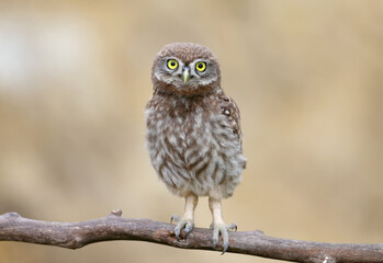 Adult birds and little owl chicks (Athene noctua) are photographed at close range closeup on a blurred background. 