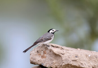 Young and adults White Vagail (Motacilla alba) photographed on the ground and various objects close-up in soft daylight and on a blurred background