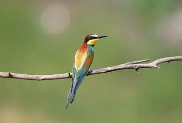 Single bee-eater photographed close-up on a dry branch on a blurred background