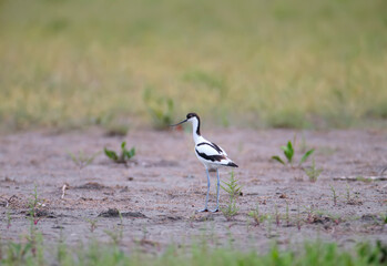 Obraz na płótnie Canvas Pied avocet (Recurvirostra avosetta) photographed in a natural habitat in the water and on the banks of the estuary