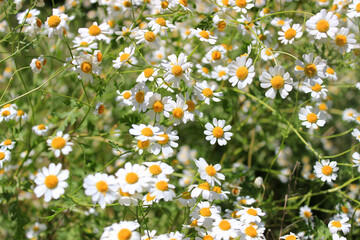 Daisies in the field. Meadow with flowers.