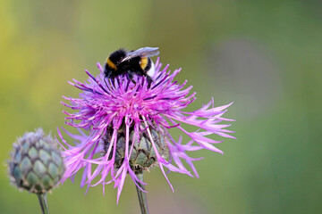 Bumble bee collects pollen from the purple cornflower, macro shot. Wild nature, summer meadow