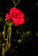 wet red rose in the garden