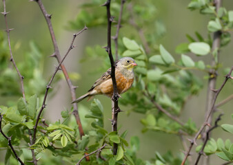 Bright and colorful photo of an ortolan bunting male in breeding plumage sits on tree branches among bright green leaves