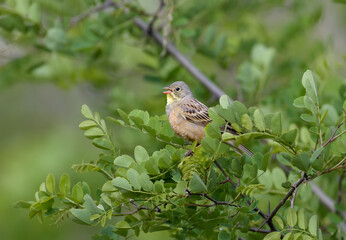 Bright and colorful photo of an ortolan bunting male in breeding plumage sits on tree branches among bright green leaves