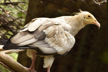 White Eagle Portrait of vulture Birds Images
