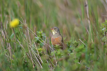 Bright and colorful photo of an ortolan bunting male in breeding plumage sits on tree branches among bright green leaves