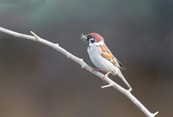 Male Eurasian tree sparrow (Passer montanus) filmed near a nest with a full beak of food for chicks. Close-up photo with a beautifully blurred background