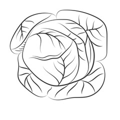 Cabbage engraved hand drawn vector illustrations for menu, label, logo. Farm market product. Vegan and vegetarian food. Healthy eating ingredient. Isolated on white background