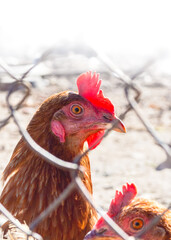 two brown hens behind a mesh fence in the poultry yard
