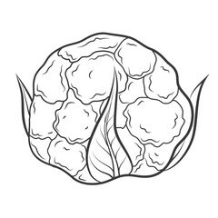 Cauliflower engraved hand drawn vector illustrations for menu, label, logo. Farm market product. Vegan and vegetarian food. Health eating ingredient. Isolated on white background