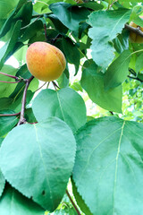 Ripe sweet apricot fruits grow on branch among green foliage in organic garden in warm sunny day. Copy space for text. Nature background. Vertical format. Close-up.