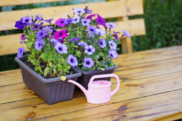 purple flowers in a pot