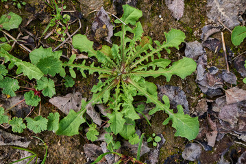 Crepis sancta