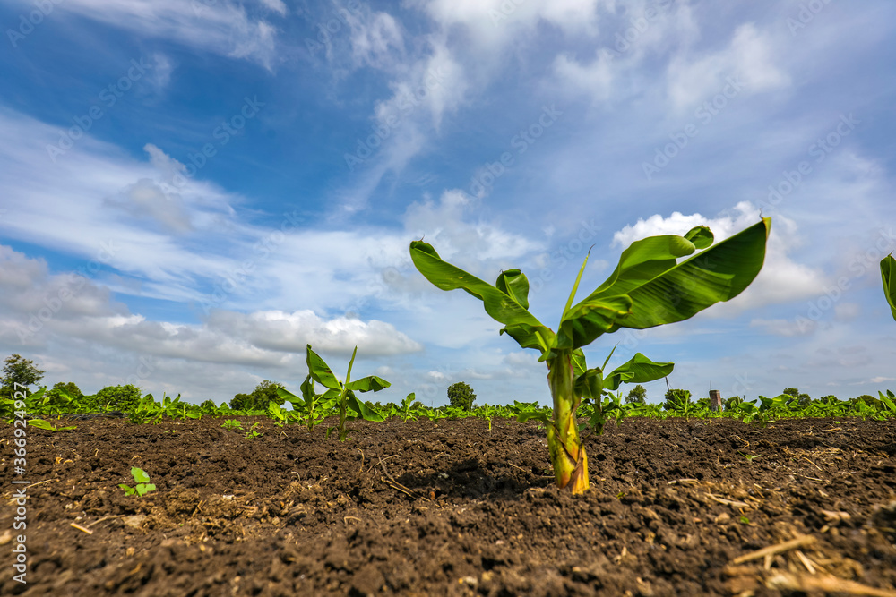 Poster Banana tree plantation with blue sky in the background