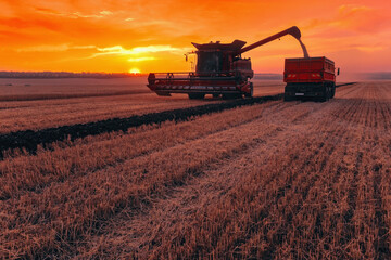 Fototapeta premium Harvesting grain in the field. Unloading of grain from a combine harvester to a grain carrier.