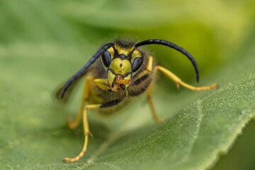 fly on leaf