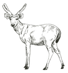 Hand drawn realistic sketch of a deer, vector illustration