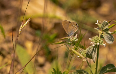 Sevbeni butterfly / Satyrium abdominalis on the plant